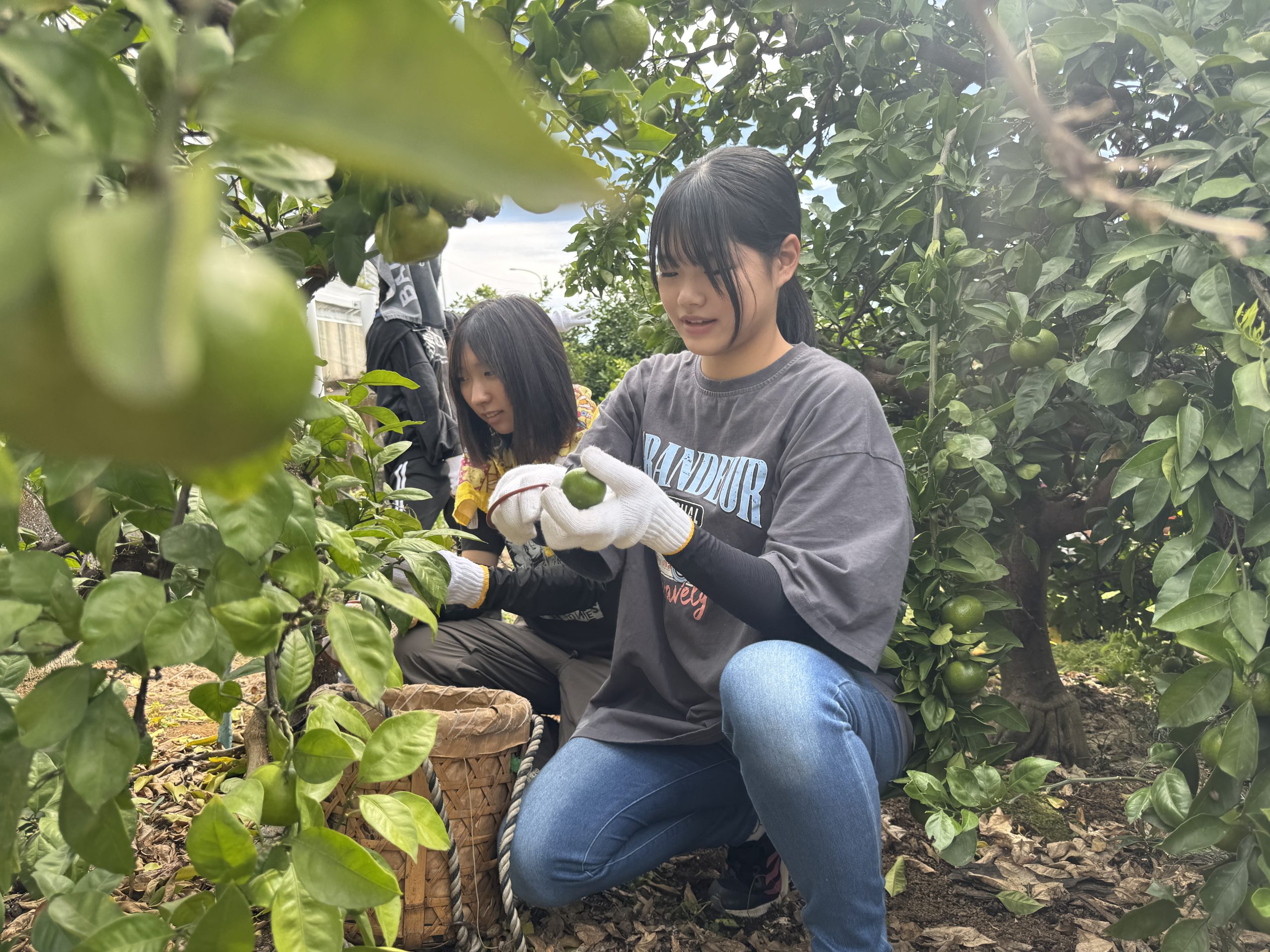 本鞍馬石つくばい(ミカン掘)ノミ仕上げ 愛知県岡崎市の灯篭・水鉢蹲・骨董石製品の杉田石材店の本鞍馬石の製品一覧